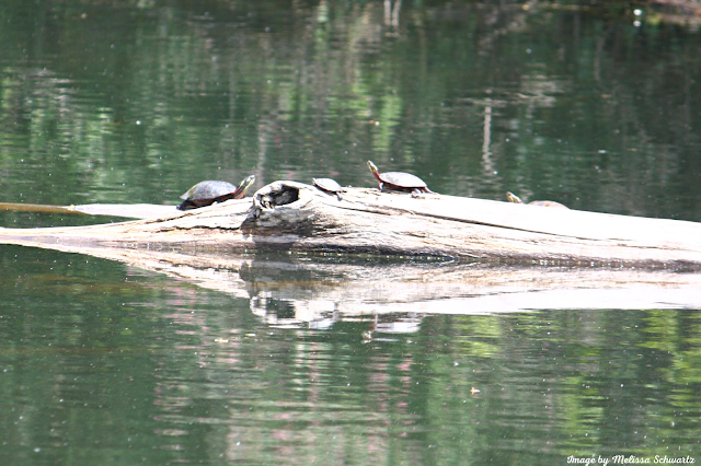 Turtles relaxing on a log in a tranquil pond at Pratt's Wayne Woods.