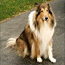 STIRLING COLLIES: YOUR ONE STOP DESTINATION FOR QUALITY COLLIES! 