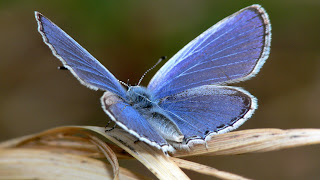 linda mariposa azul