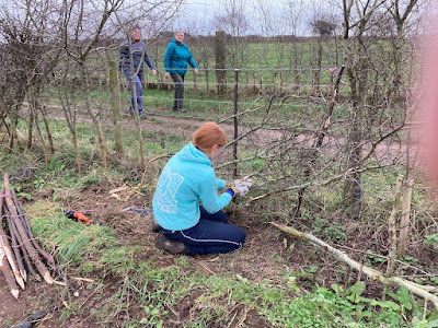 A young hedge layer with passers-by on the public footpath. Photo: Dave Edwards