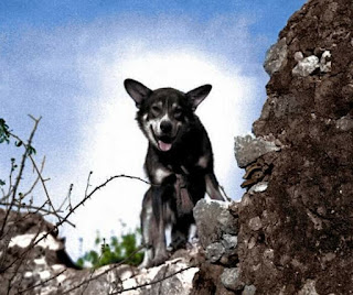 Los tres héroes perros más famosos de la Segunda Guerra Mundial