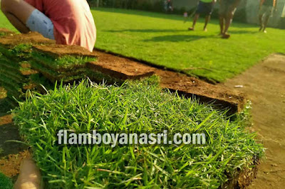 Jual Rumput Golf Surabaya Murah