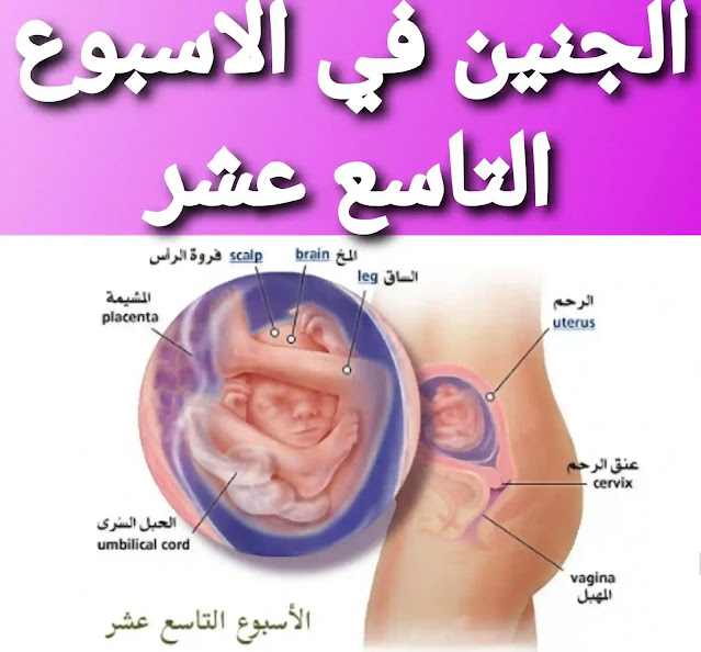 مراحل نمو الجنين بالصور أسبوعيا