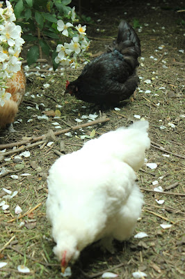 Hens eating rose petals organic forest garden