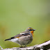 ちよっと一休み，私の野鳥の撮り方