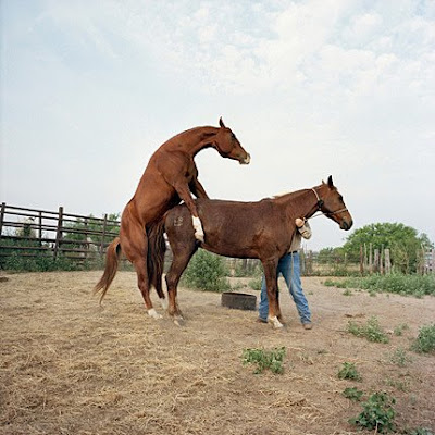 horses mating with cows. Finloopio and Loque: