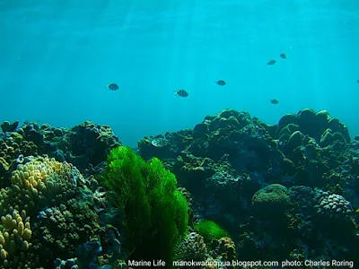 Snorkeling tours with Charles Roring