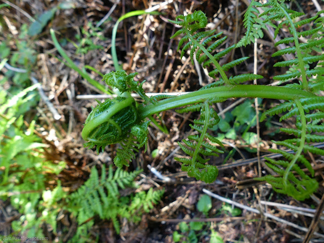 10: rolled up fern frond