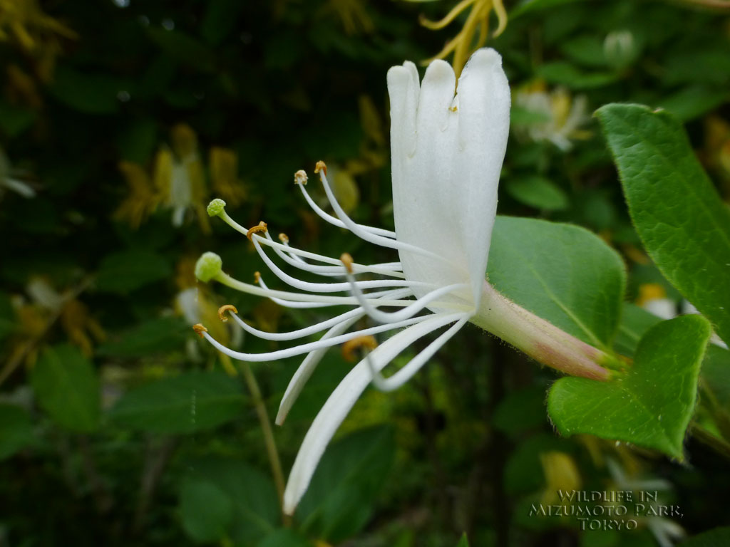 水元公園の生き物 Wildlife In Mizumoto Park Tokyo スイカズラ Japanese Honeysuckle