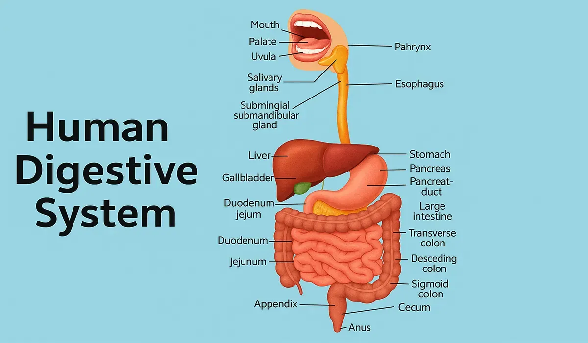 Learn-human-digestive-system-basics
