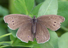 Ringlet, Aphantopus hyperantus; rather faded.  Butterfly walk in Darrick and Newstead Woods, 23 July 2011.