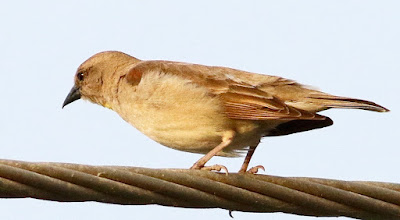 "Yellow-throated Sparrow (Gymnoris xanthocollis),perched on a cable side view in the setting sun."