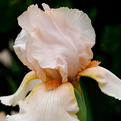 Flowers at the Atlanta Botanical Garden | Photo by Travis Swann Taylor