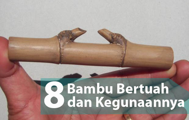 Sebagian masyarakat pinggiran Jawa meyakini bahwa ada beberapa jenis bambu yang sanggup membe Pring Patil Lele dan 8 Bambu Bertuah beserta Kegunaannya