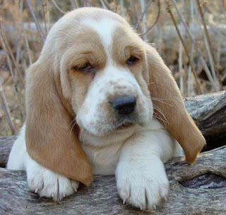 Basset Hound Puppy Picture