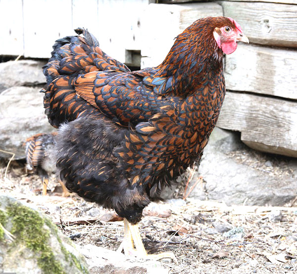 wyandotte chicken, wyandotte chickens, wyandotte chicken breed, wyandotte chicken egg color, wyandotte chicken characteristics