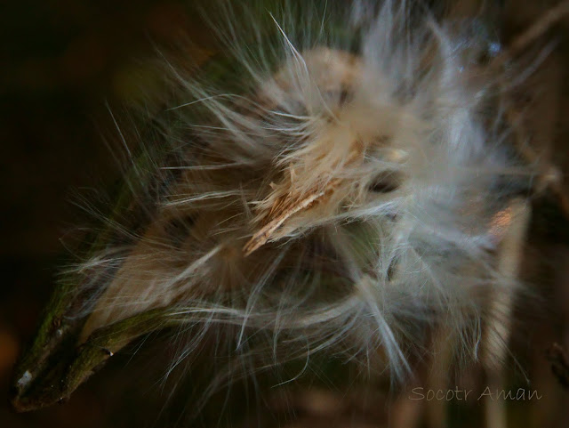 Marsdenia tomentosa