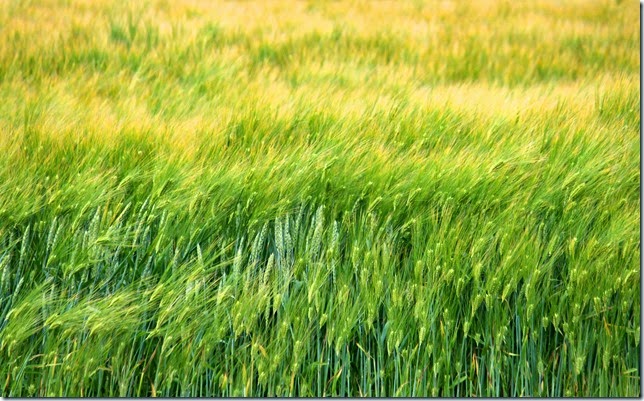 beachwheat