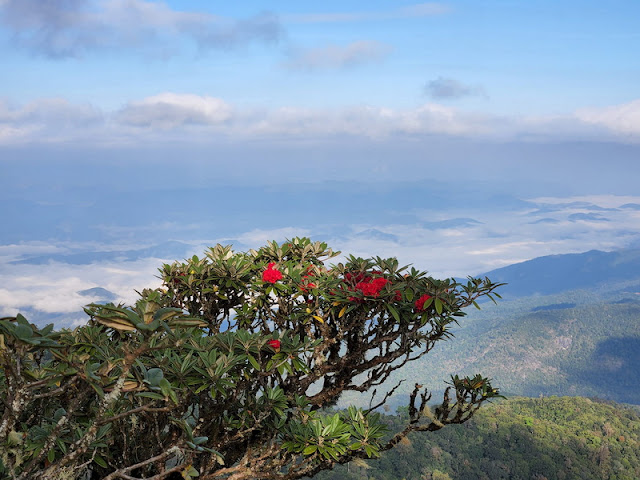 best time to visit doi pha ngam, trekking to phan ngam, trekking doi pha ngam, hiking doi pha ngam, doi pha ngam, pha ngam cliff, doi phan gam cliff, two seasons cliff