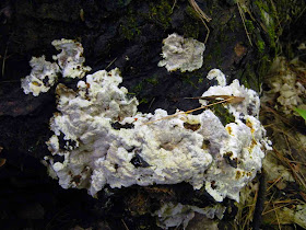 Inonotus glomeratus parasite and wood decomposer