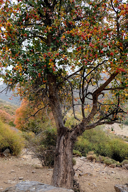 Mostajo, Dehesa del Camarate, Bosque encantado de Lugros