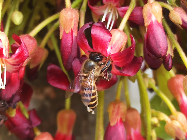 Apis cerana, Lebah Madu Yang Banyak Dibudidayakan