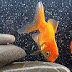 Feeding Goldfish