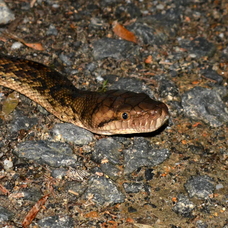 Australia's largest python