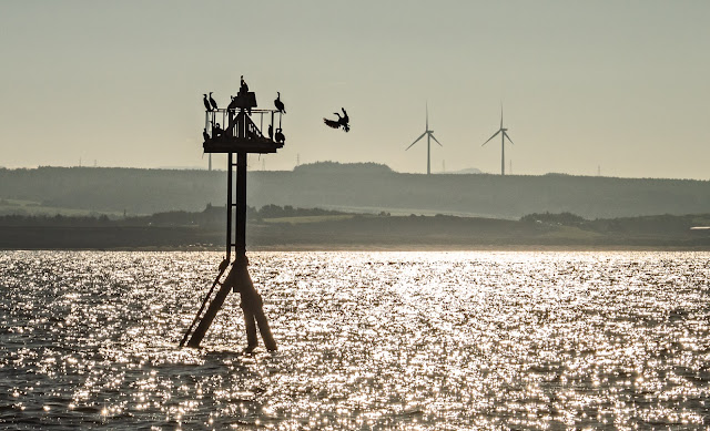 Another view of cormorants on the navigational mark near Maryport