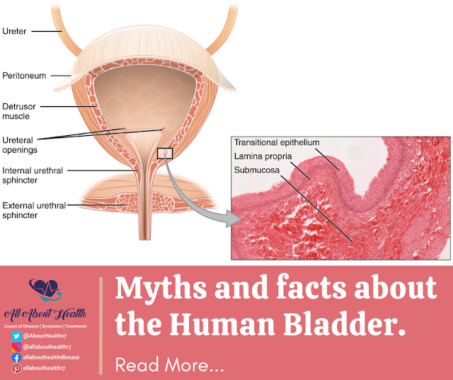 Myths and facts about the Human Bladder.