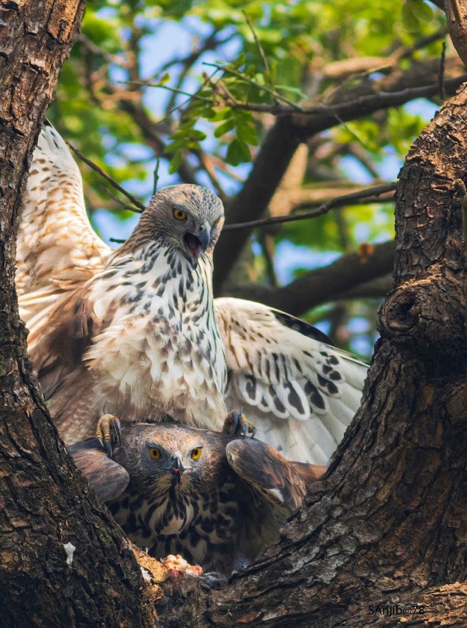 Changeable Hawk Eagle