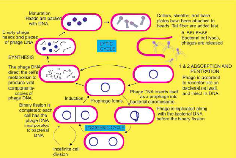 FSc Biology Part 1 XI 11th Chapter 5 Variety of Life Notes Long Questions fscnotes0