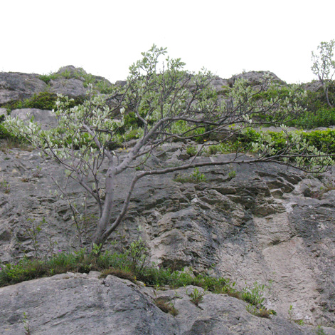 Ария скалистая / Рябина скалистая (Aria rupicola, =Sorbus salicifolia)