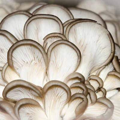 Oyster Mushroom Company in Satara