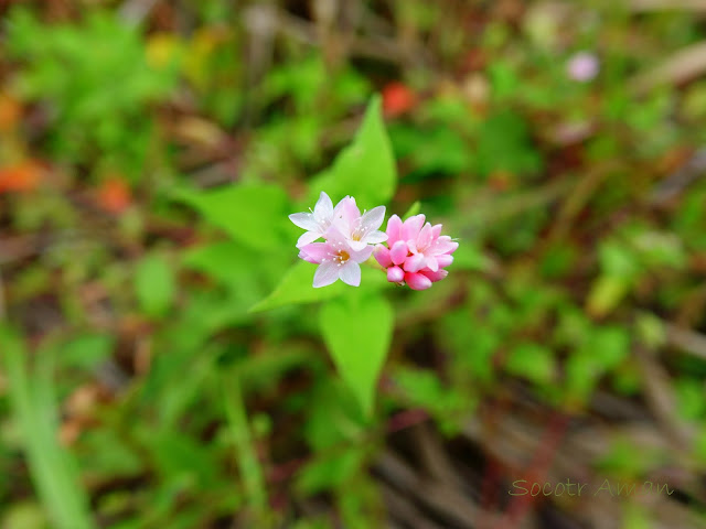 Polygonum thunbergii