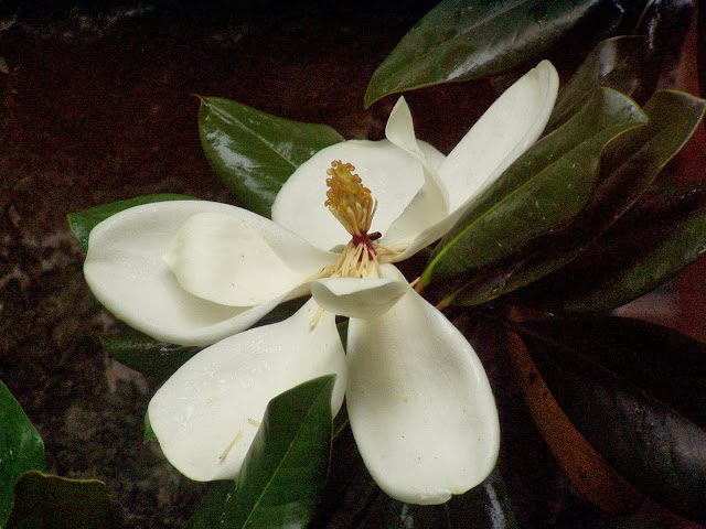 Suzhou gardens flower