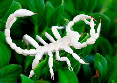 Scorpion | A-Z List of 125 Rare Albino Animals [Pics]