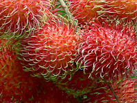 Ramuan Obat Tradisional Rambutan