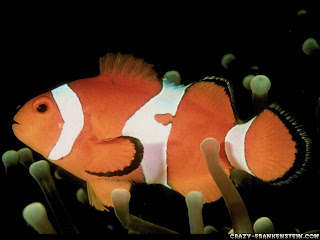 Free Download Nemo Clownfish Fish Wallpapers