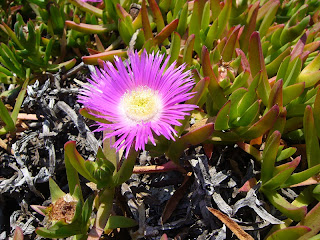 flor de higo de los hotentotes