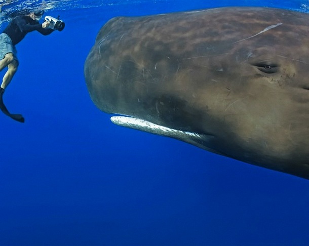 Sperm Whale