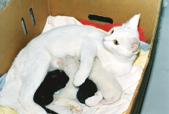 Kitty with her kittens