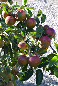 homegrown apples