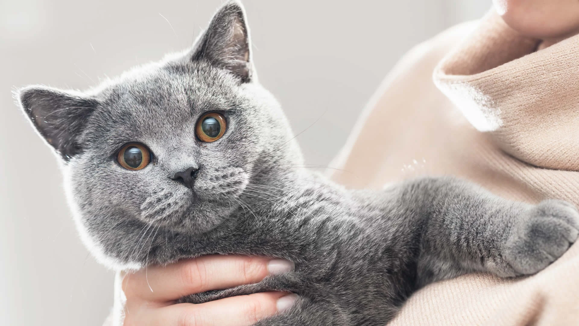 British-Shorthair-Cat