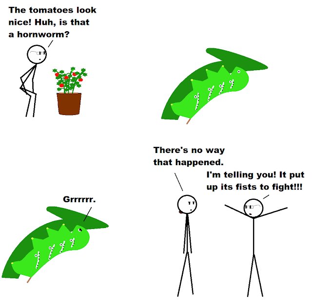 Panel 1, my mom goes out to check her tomato plant and says, “The tomatoes look nice! Huh, is that a hornworm?” Panel 2, close up on the hornworm, Panel 3, the hornworm has angry eyes and goes “Grrrrrr!” Panel 4, I’m standing with my mom and say, “There’s no way that happened.” She says, “I’m telling you! It put up its fists to fight!”