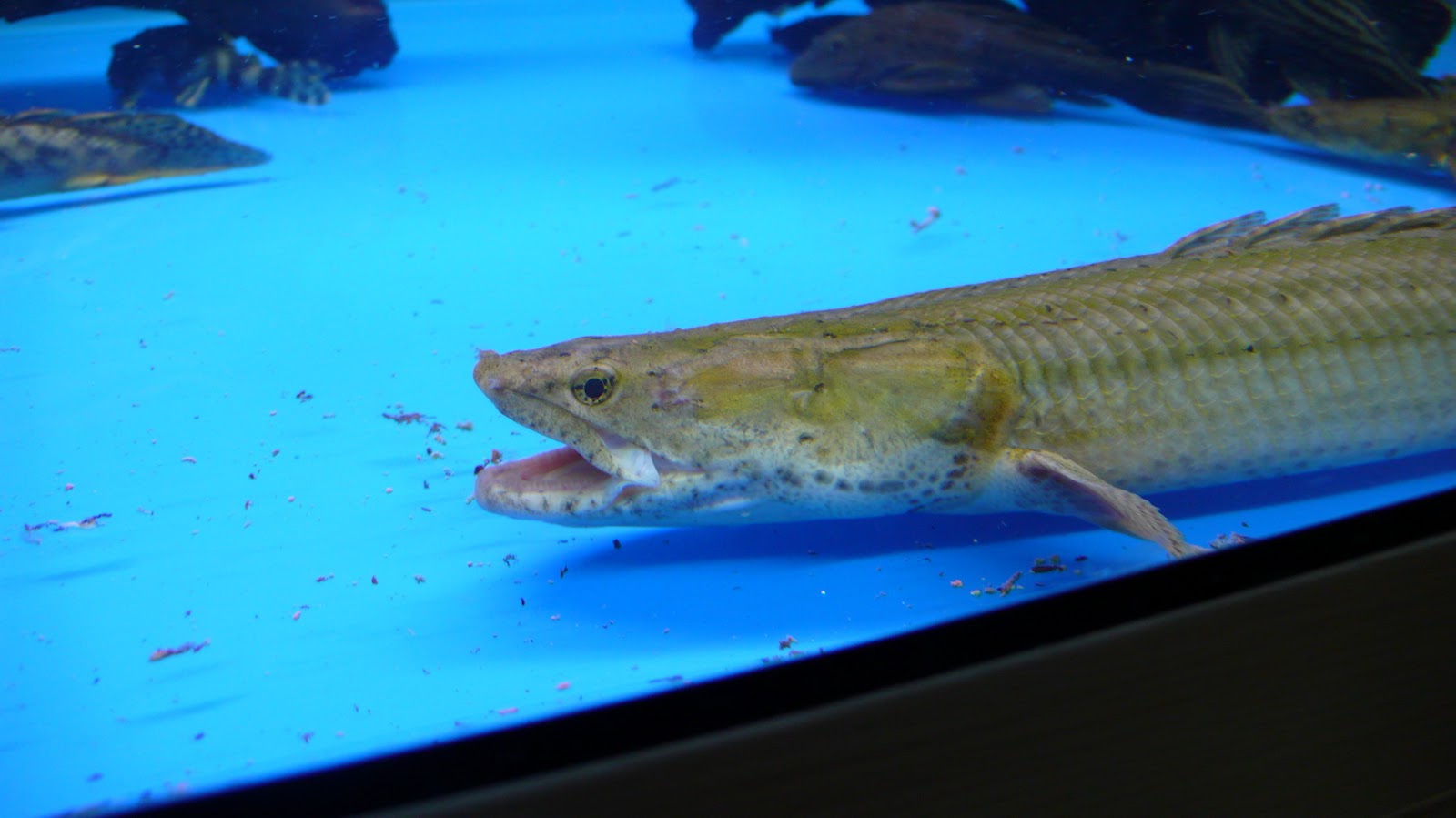 釃酒臨江橫槊賦詩 新魚窩 新室友 二