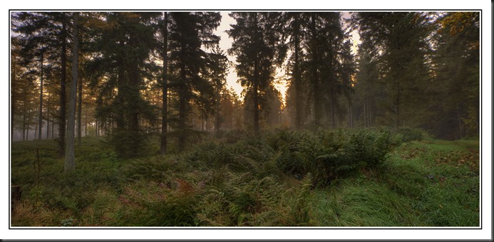 woodpanhdr 1