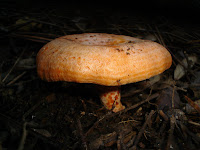 Boletus deliciosus, recolectado en los montes de Málaga. Click para ampliar