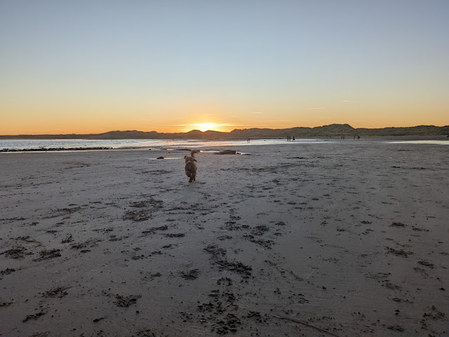 Beadnell Beach dog friendly