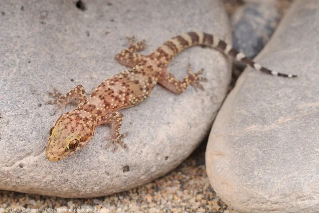 Hemidactylus turcicus